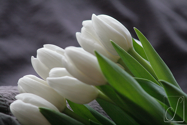 fiore_012